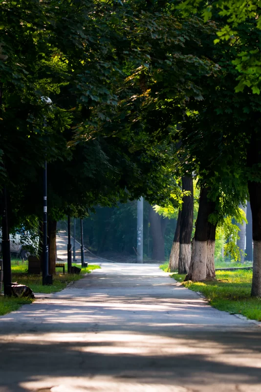 Солнечный пейзаж в парке с тенистыми деревьями