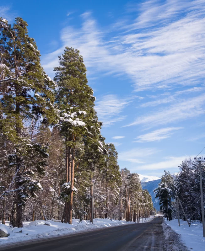 Зимняя дорога в заснеженном лесу