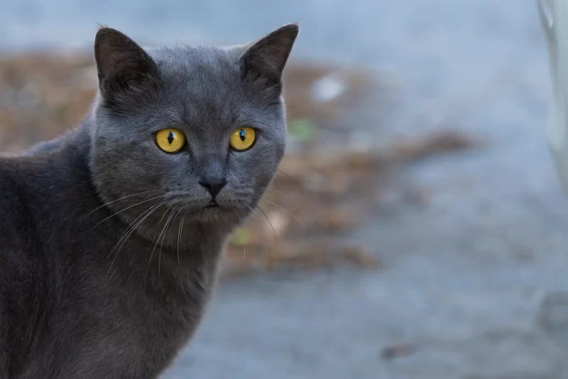Портрет задумчивой кошки