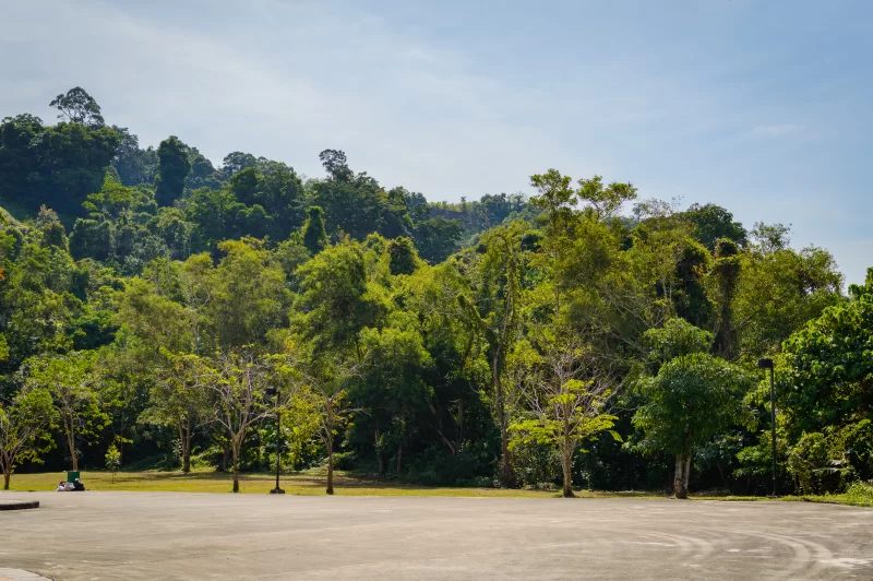 Серенное зелёное садовое пространство и луг