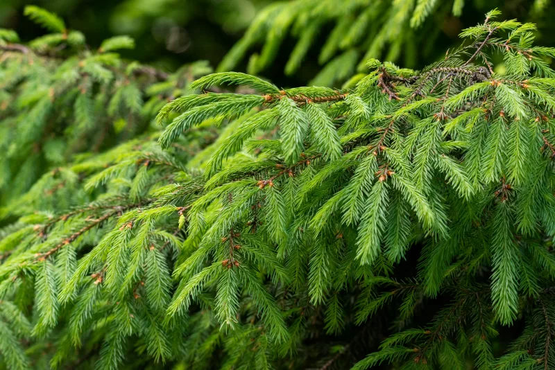 Еловые ветки