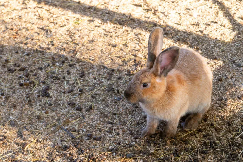 Кролик в солнечном свете на земле