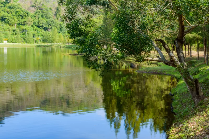 Serene lake with lush greenery and tree reflections