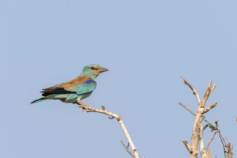 Сизоворонка на ветке на фоне неба