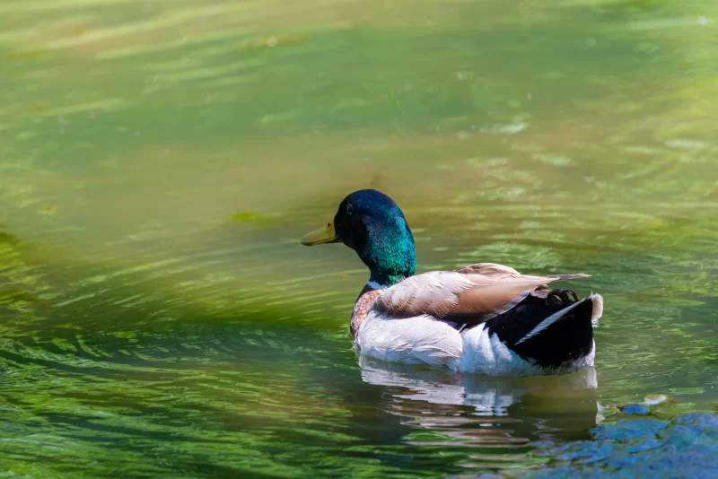 Селезень кряквы, плывущий по зеленой воде