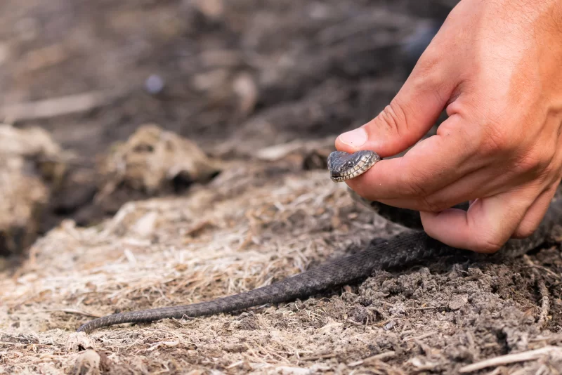Snake in a human hand