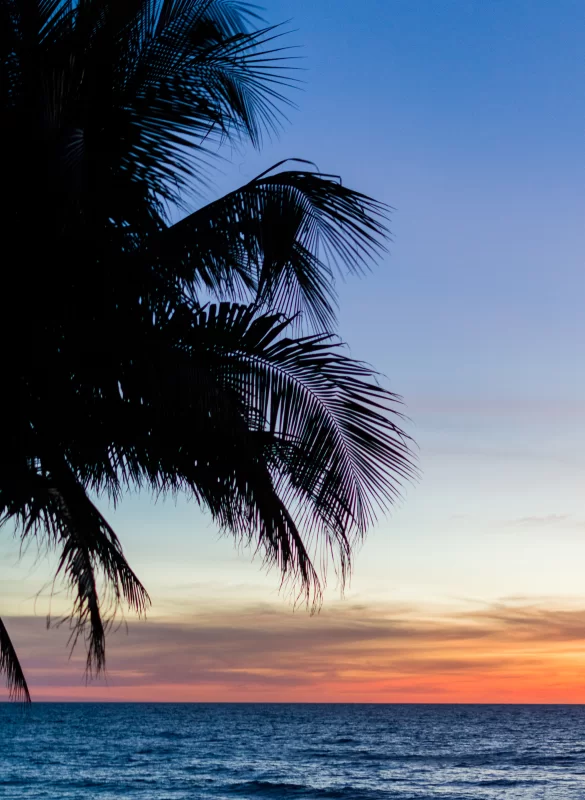 Silhouette of Palm Tree at Sunset