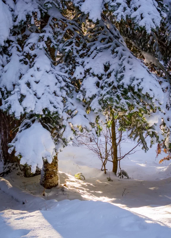 Winter forest: fluffy snow on fir branches bathed in sunlight