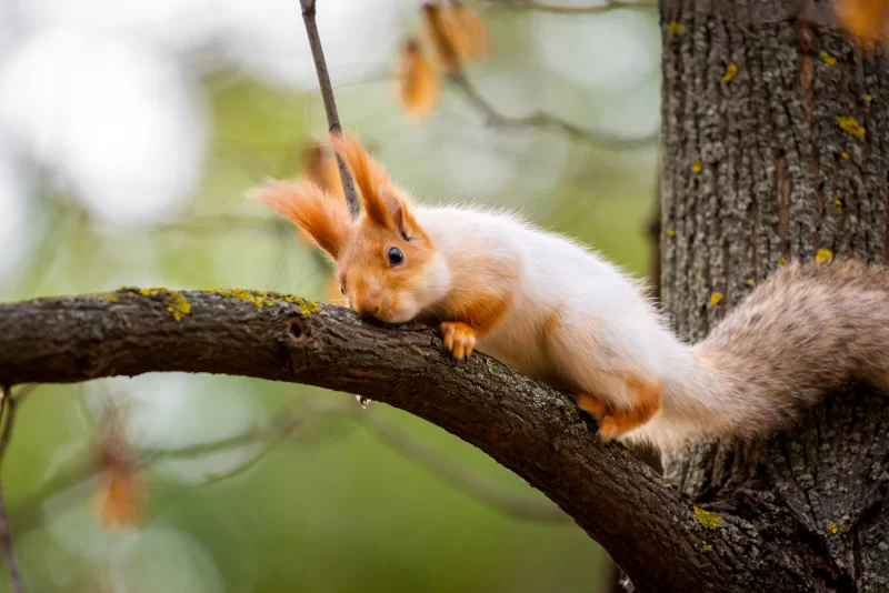 Рыжая белка на ветке дерева