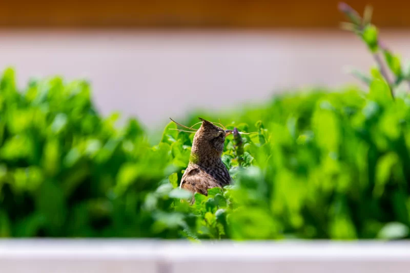 Маленькая птичка, строящая гнездо в пышной зелени