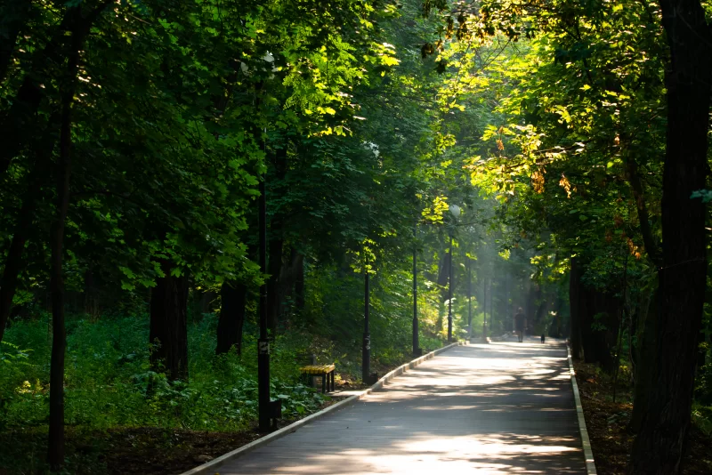Солнечная аллея в парке: утренний свет