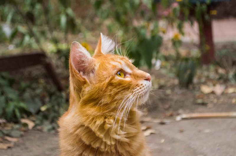 Рыжий кот смотрит вдаль: портрет уличного мурлыки