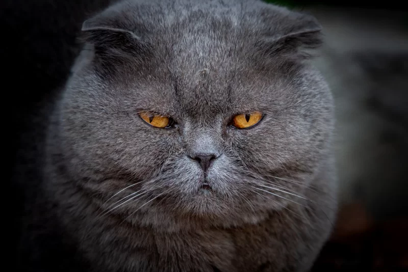 Портрет британского короткошерстного кота с янтарными глазами