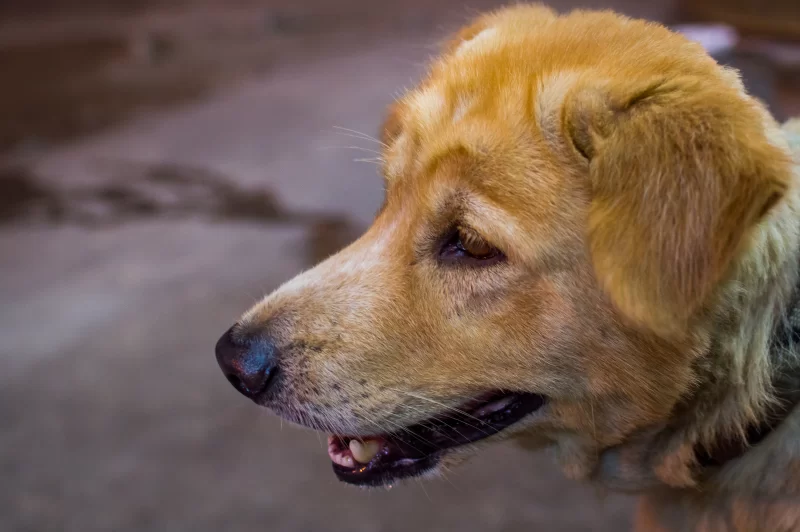 Портрет золотистого ретривера в профиль, взгляд в сторону