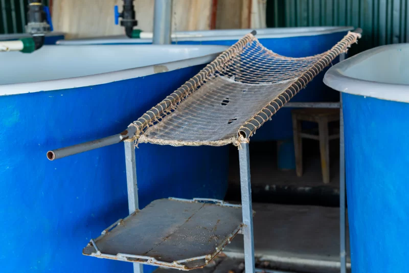 Установка для выделения икры осетра на рыбной ферме