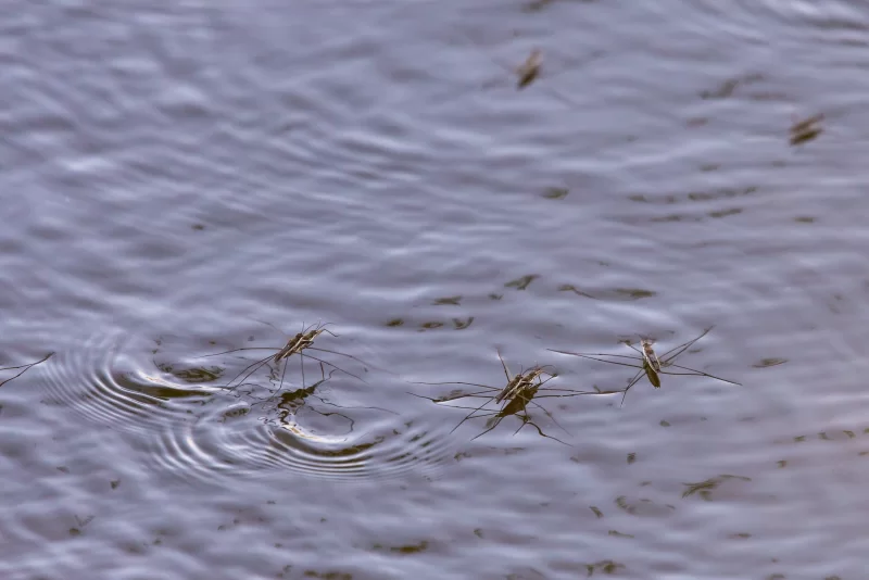 Водомерки скользят по поверхности воды, создавая рябь