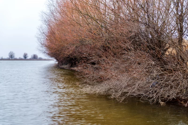Река с голыми ветками зимой