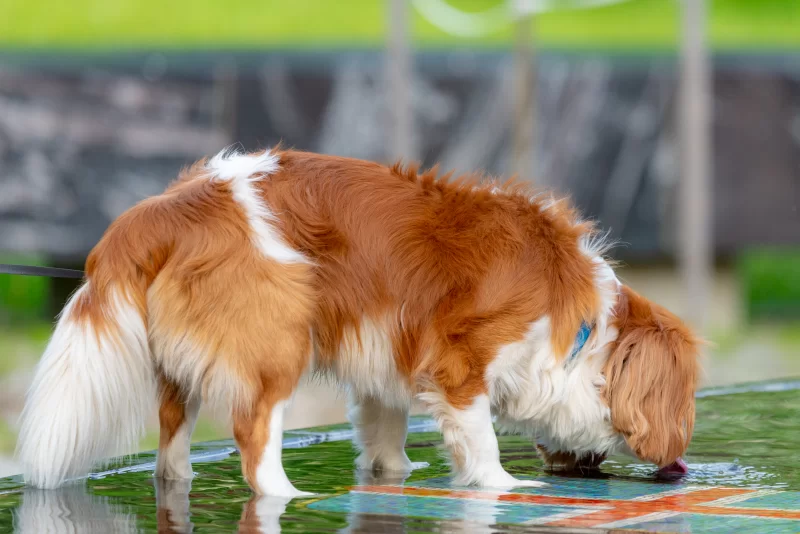 Рыжий пес пьет воду из лужи на яркой поверхности