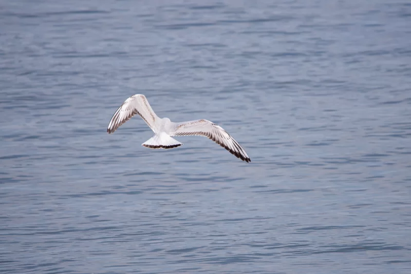 Чайка в полете над спокойным морем