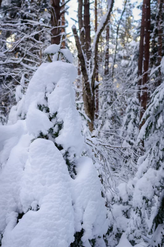 Fluffy snow on fir branches in a winter forest