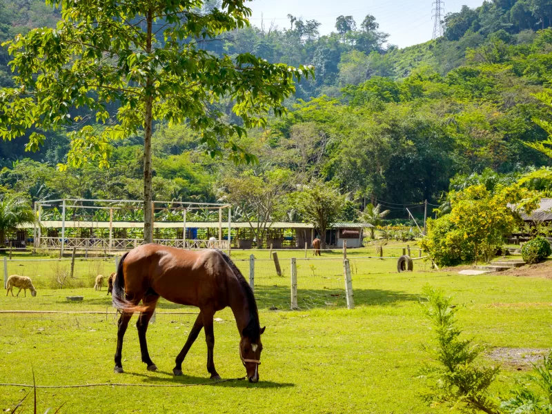 Конь пасётся на зелёном лугу среди живописных холмов