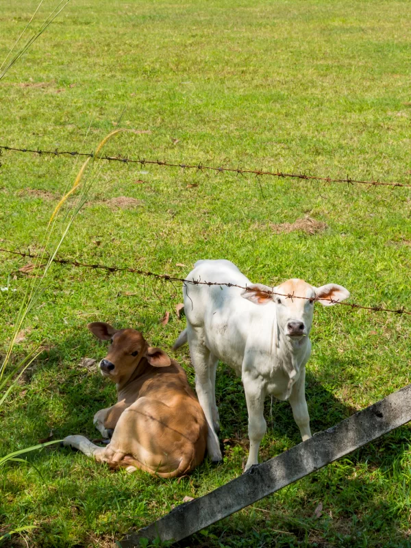 Calves on the field behind the fence