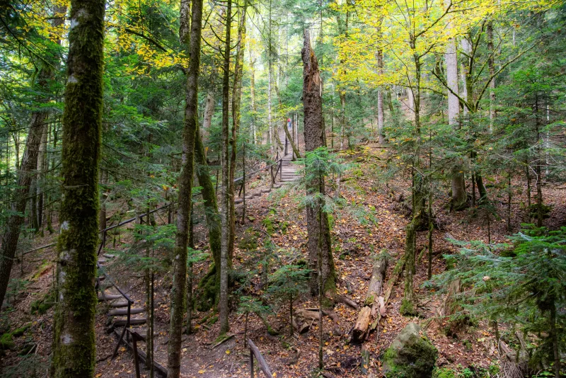Лесная тропа в Адыгее