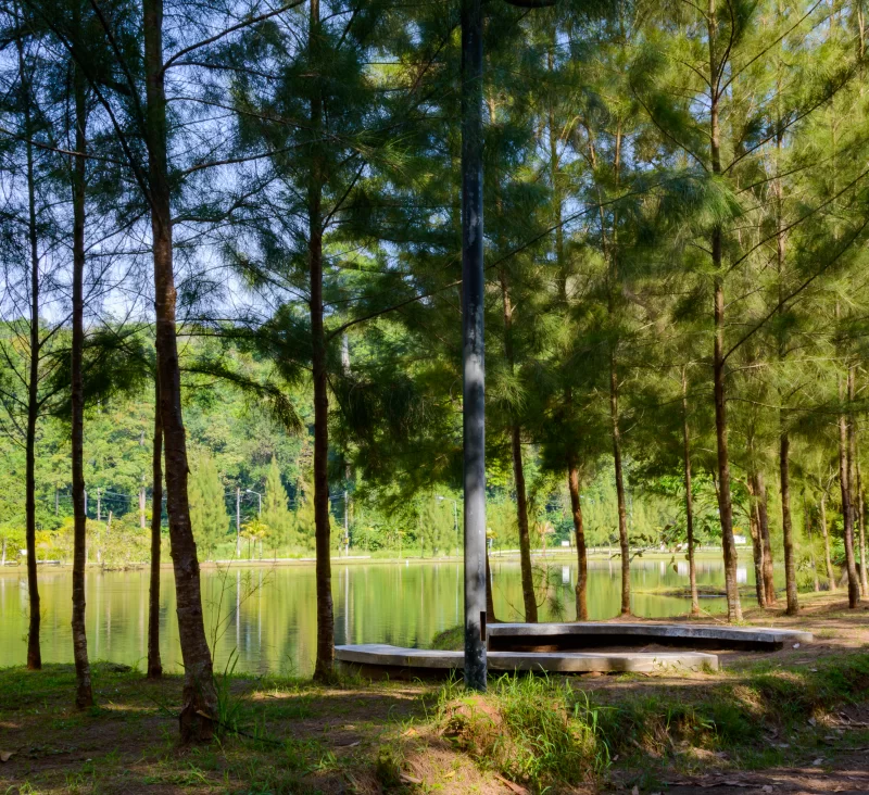 Serene Lake Surrounded by Tall Pine Trees