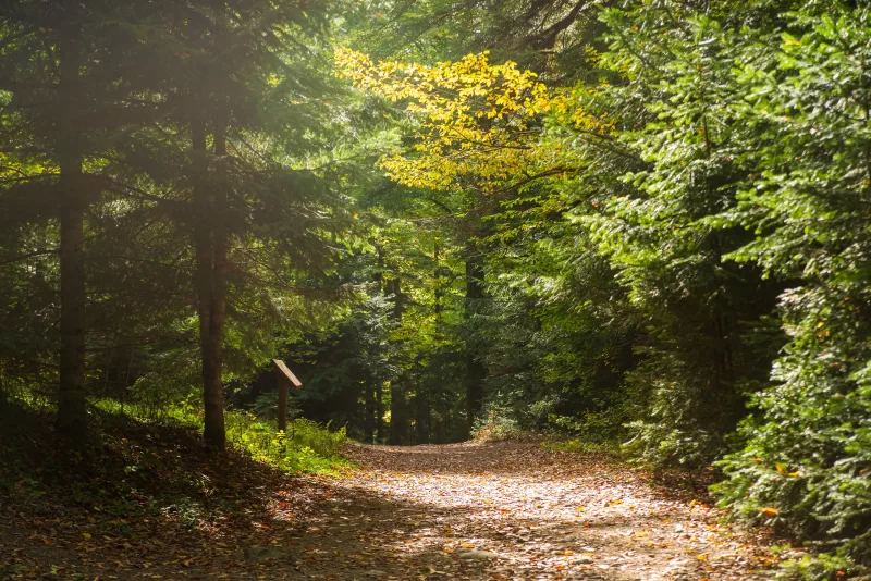 Sunlit Forest Path in Adygea