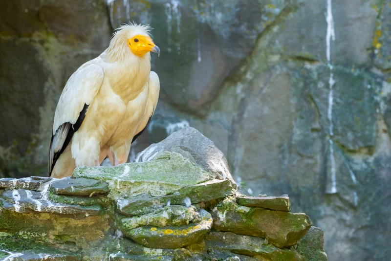 Горный кондор: взгляд хищника