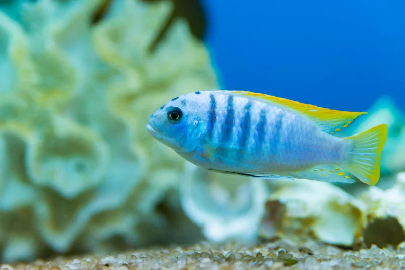 Яркая африканская цихлида в аквариуме