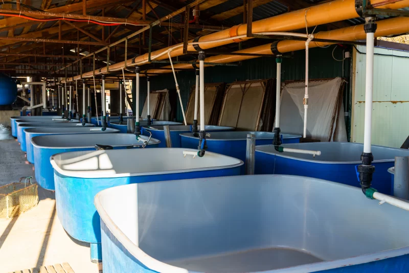 Кормовые бассейны для выращивания осетровых рыб на промышленной ферме