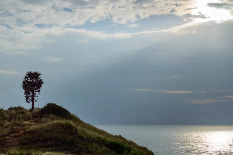 Одинокое пальмовое дерево на закате у моря