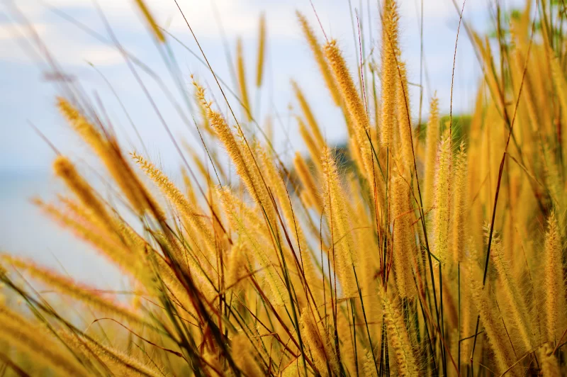 Золотые колоски на фоне неба