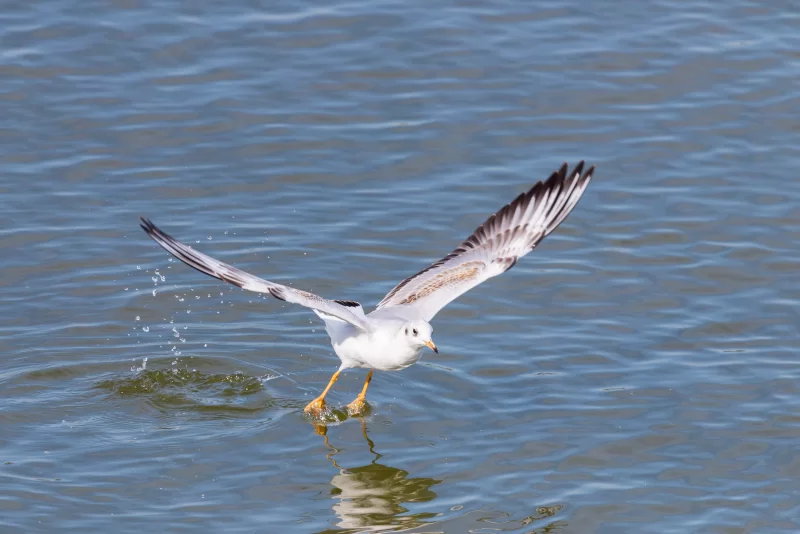 Seagull taking off from water, leaving splashes