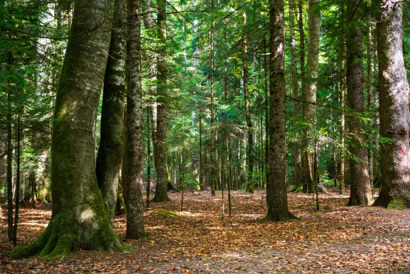 Солнечный лес в Адыгее