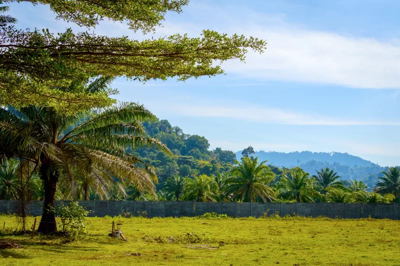 Зелёный сад и луг с пальмами