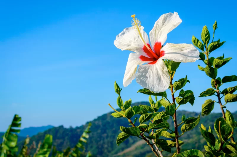 Белый гибискус с красным центром на фоне голубого неба