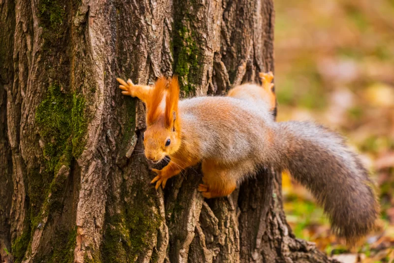 Белка на дереве. Осенний лес