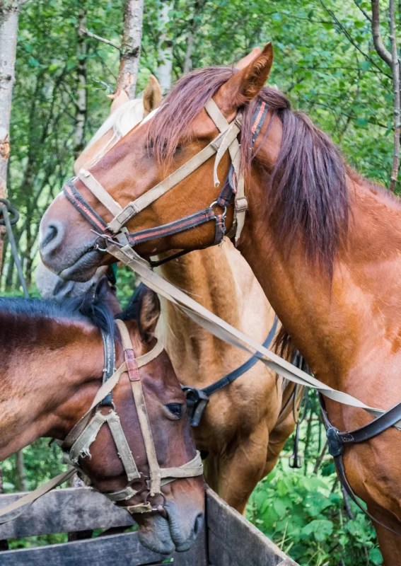Три лошади в упряжи на фоне леса
