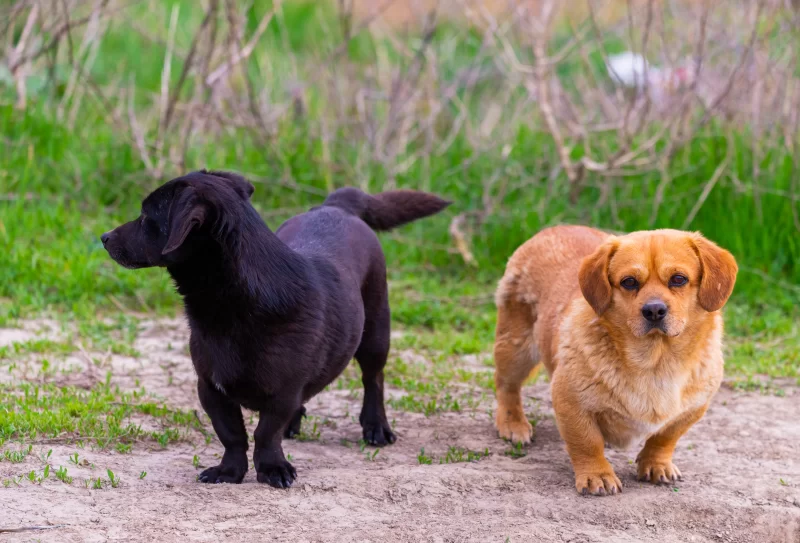 Две собаки: черная и рыжая, на природе