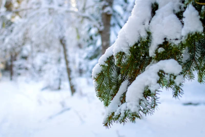 Winter fairytale: snow-covered fir in the forest