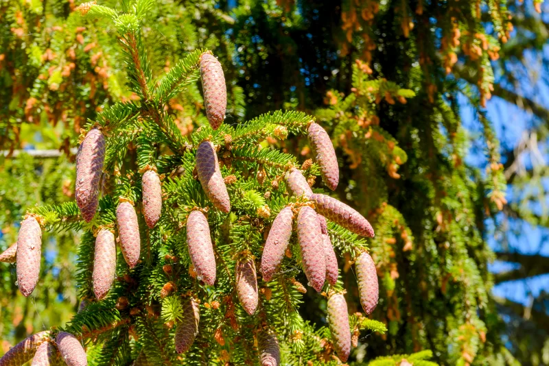 Сосновые шишки на солнце