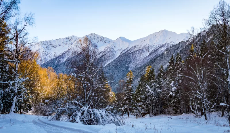Величественный зимний горный пейзаж с заснеженными вершинами и лесом