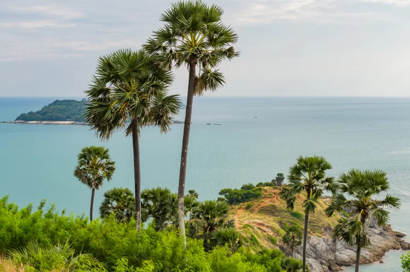 Вид с мыса Фромтеп с пальмами и морем