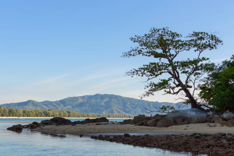 Серенити на мысе в закате с силуэтом дерева
