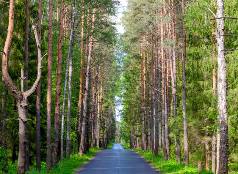 Серене дорога через лес пихт