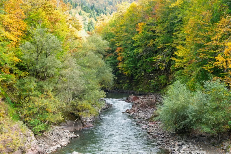 Река в осеннем лесу Адыгея