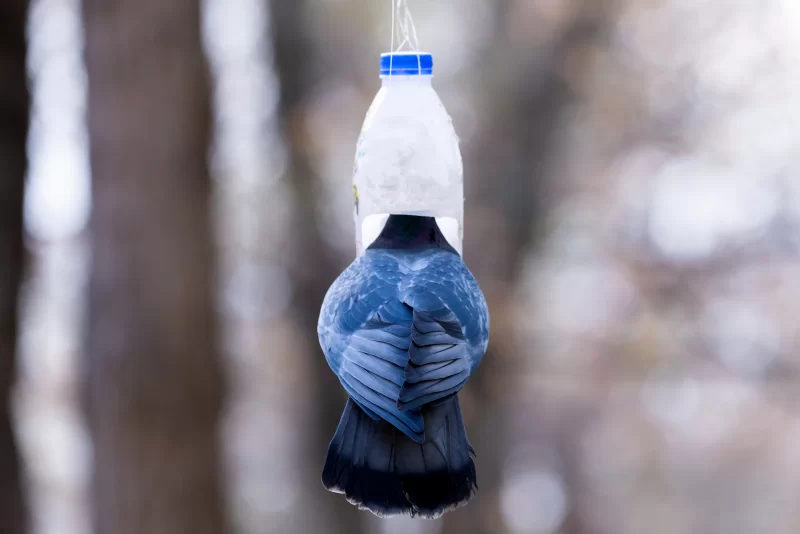Pigeon at a Plastic Bottle Feeder