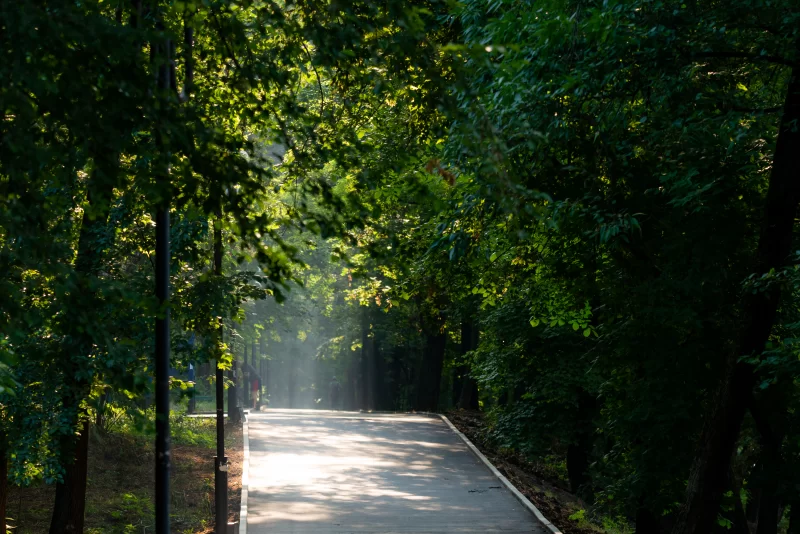 Солнечная тропа среди густых зеленых деревьев